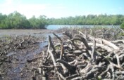Reforestation for Natural Disaster Mitigation