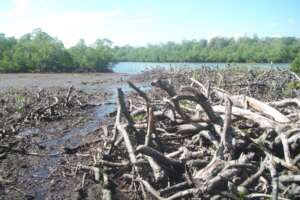 Reforestation for Natural Disaster Mitigation