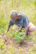 tree planting
