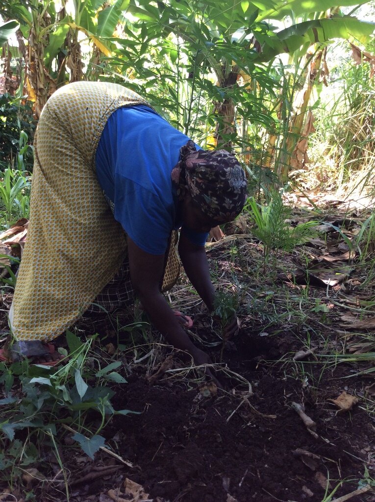 Offsetting CO2 by planting trees in Tanzania.