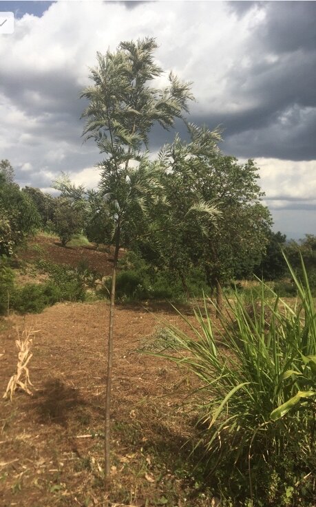 Offsetting CO2 by planting trees in Tanzania.