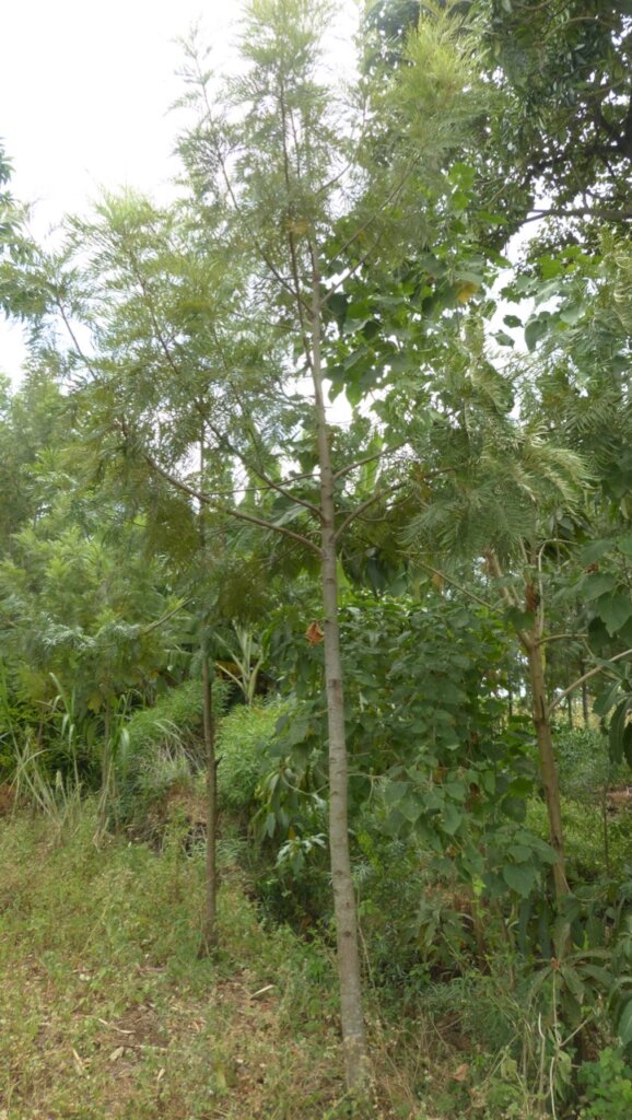Offsetting CO2 by planting trees in Tanzania.
