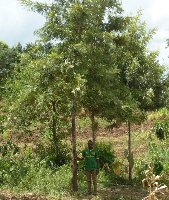 Offsetting CO2 by planting trees in Tanzania.