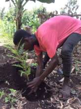 Tree planting on farm