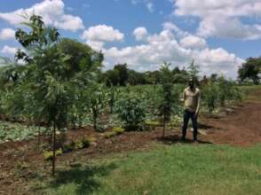Planted tree after 2 years