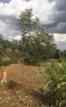 Planted tree after 2 years