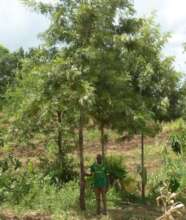 Farmer at his planted tree, February 2024