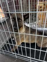 The female we spayed this week