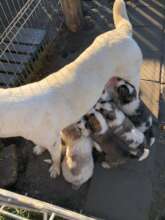 Female with 10 puppies