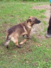 Bunny, one of the 2 puppies
