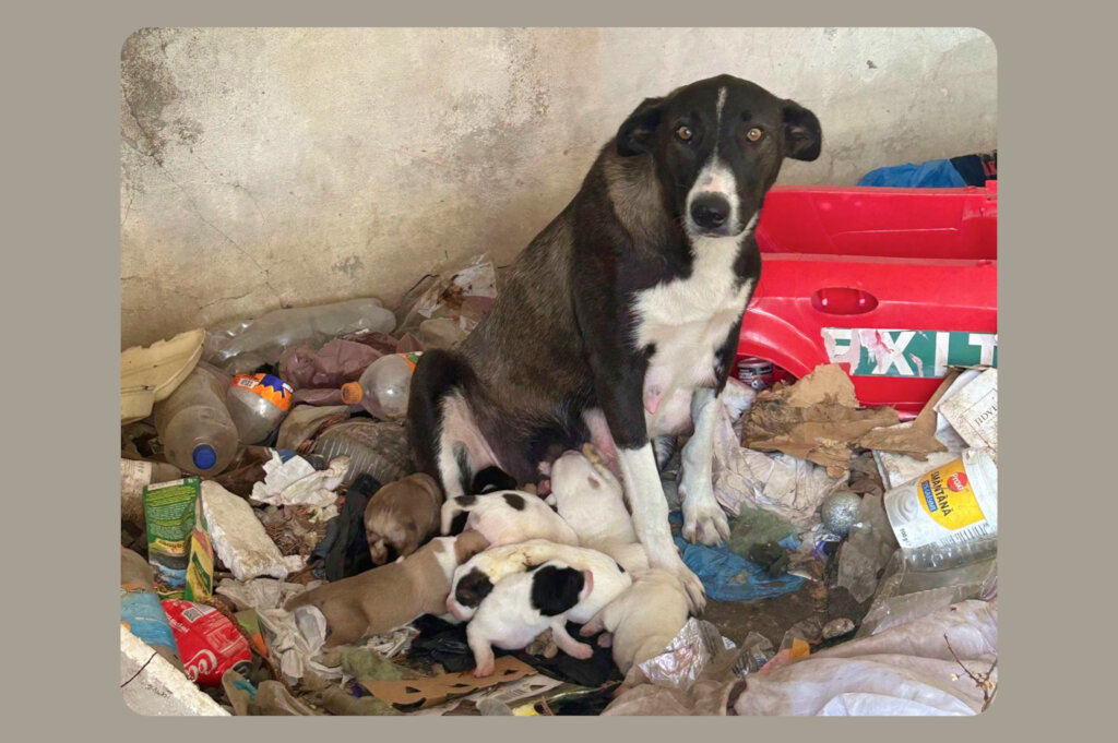 Spaying campaigns