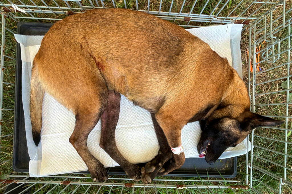 Spaying campaigns