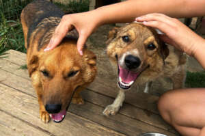 Fund Spay & Neuter in Rural Romania