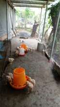 Chicken coop