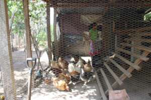 New design chicken coop