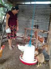 Chicken Coop
