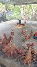 Chickens