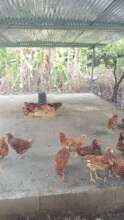 Chicken coops