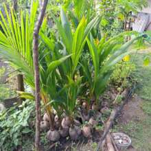 Coconut