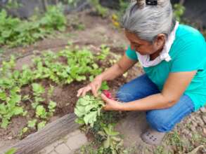 Vegetable garden