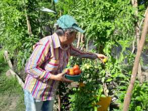 Vegetable Garden