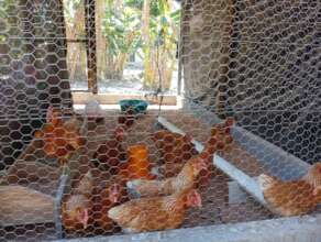 Chickens