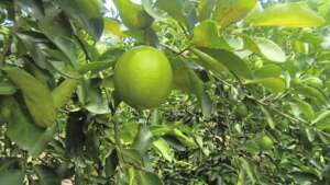 Lime
