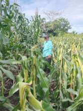 Corn