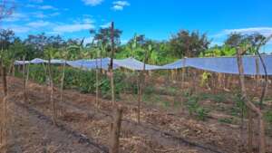 Vegetable Garden