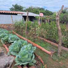 Vegetable garden