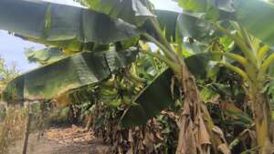 Banana