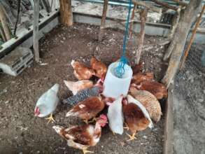 Chicken Coop