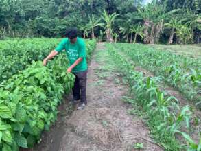 Diversified Plots