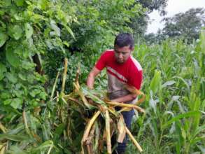 Lost crops