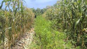 diversified farm