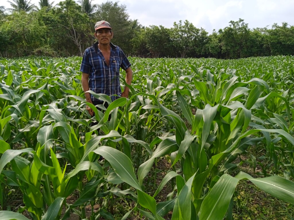 Corn