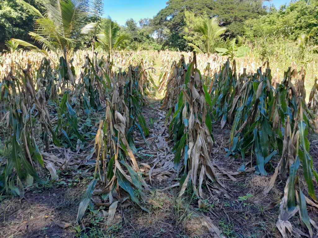 Extend Resilient Women-led Farming in El Salvador