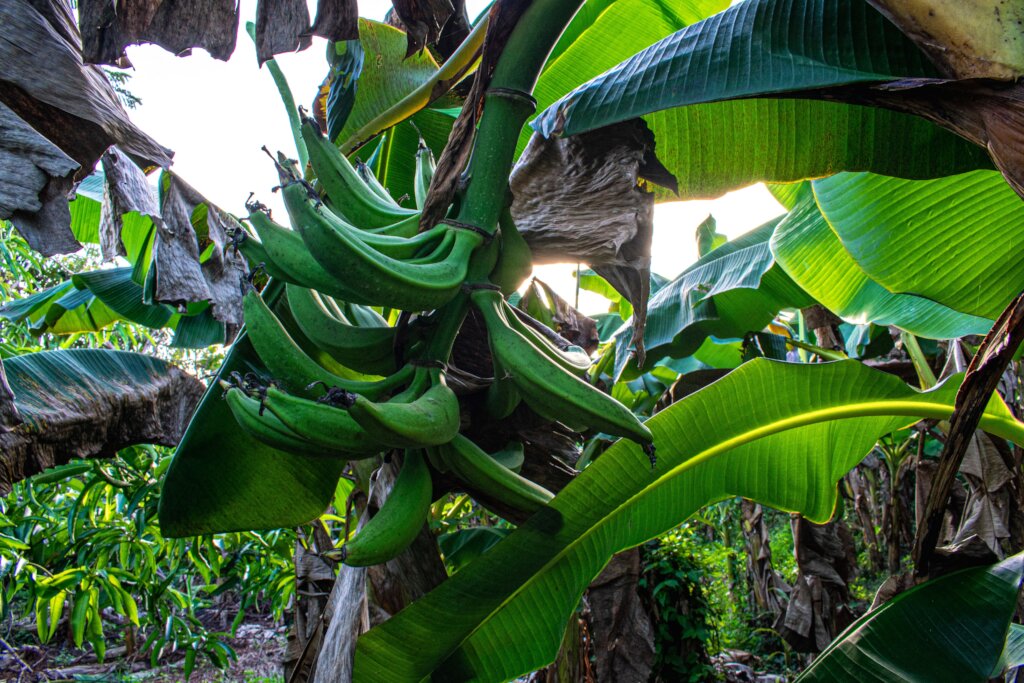 Extend Resilient Women-led Farming in El Salvador