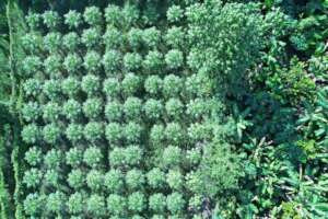 Agroecology