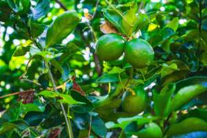Lime