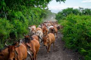 Cows
