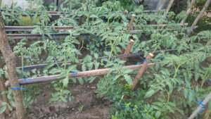 vegetable garden
