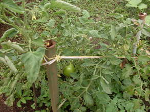Farmings in the area of the house