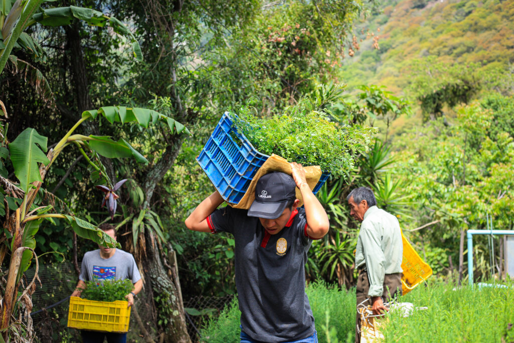 Help Plant 10K Trees in Lake Atitlan, Guatemala