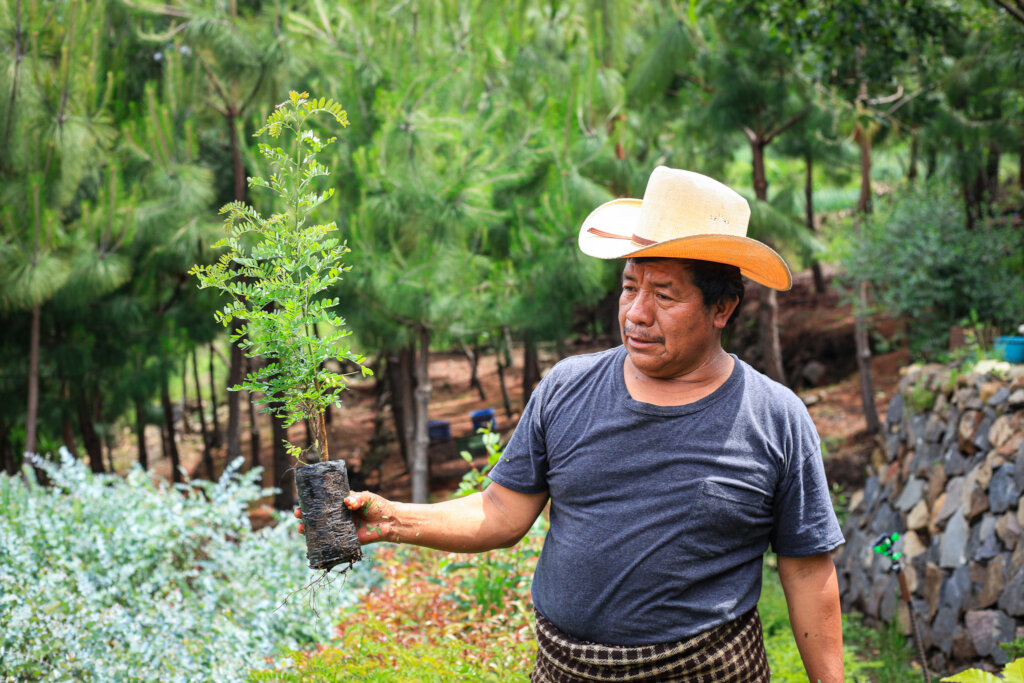 Help Plant 10K Trees in Lake Atitlan, Guatemala