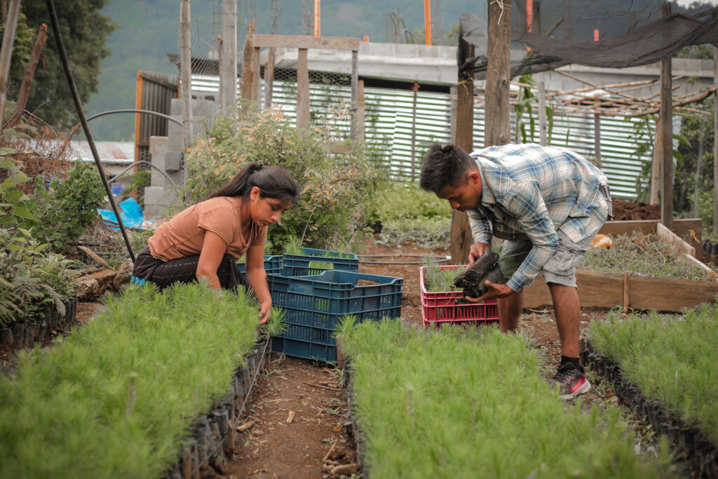 Help Plant 10K Trees in Lake Atitlan, Guatemala