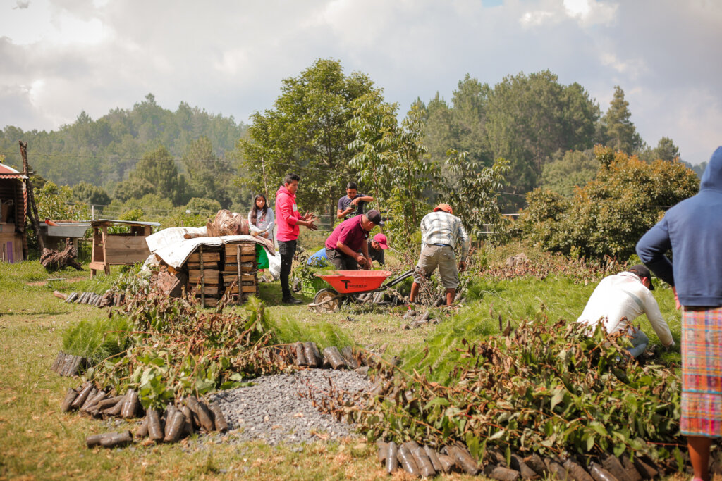 Help Plant 10K Trees in Lake Atitlan, Guatemala