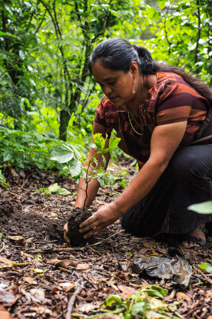 Help Plant 10K Trees in Lake Atitlan, Guatemala