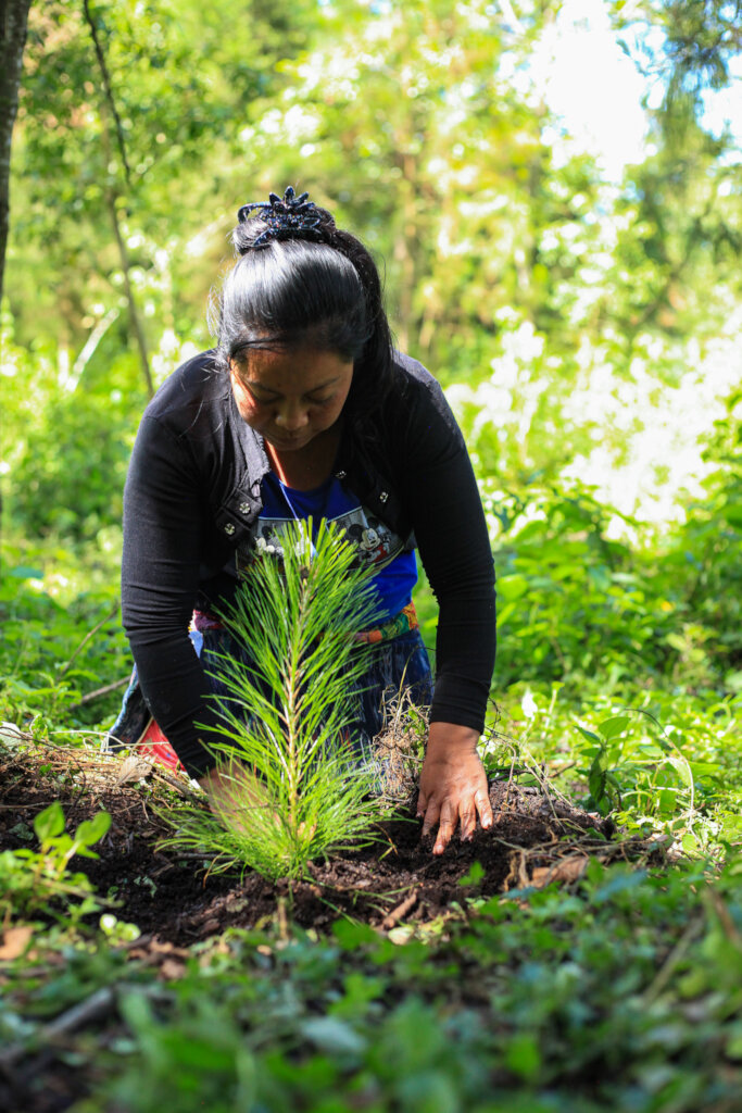 Help Plant 10K Trees in Lake Atitlan, Guatemala