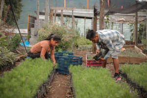 Working in the nursery